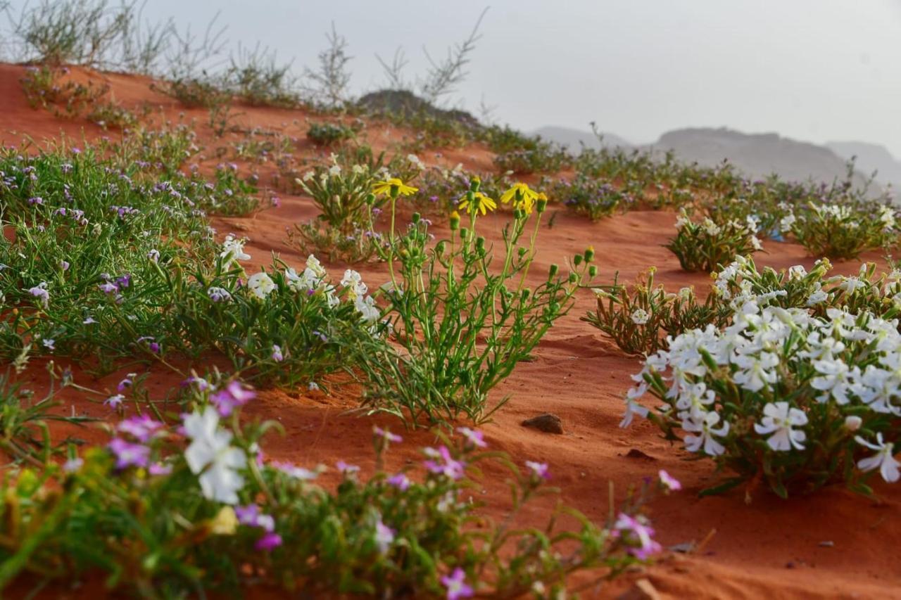 Art Camp Wadi Rum Esterno foto